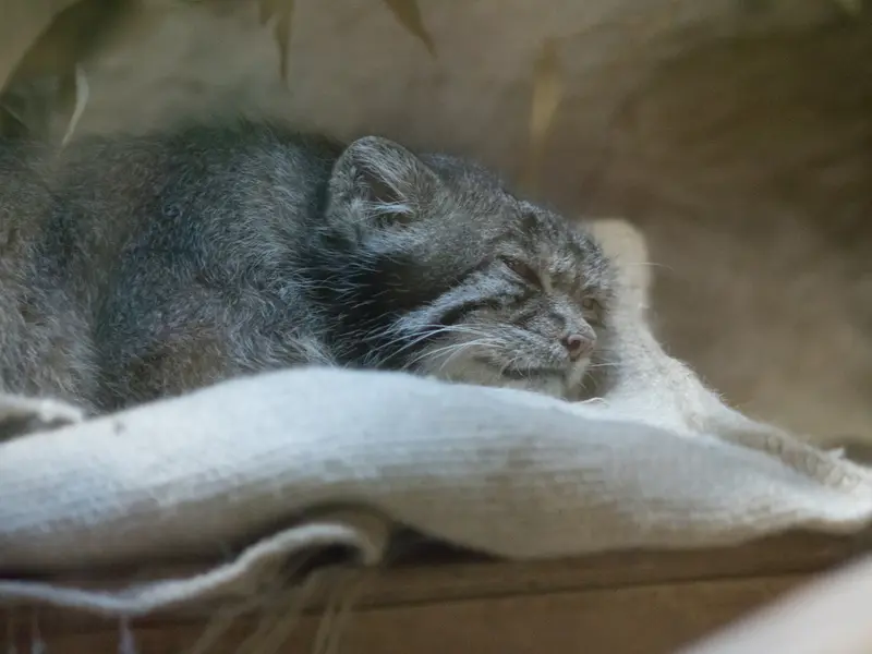 A photograph of Klyon in Ueno Zoological Gardens