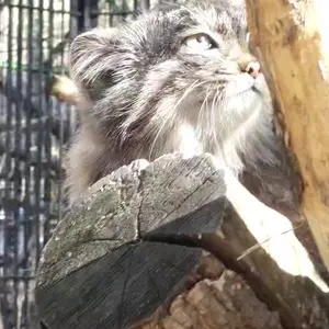 A photograph of Grey in Novosibirsk Zoo
