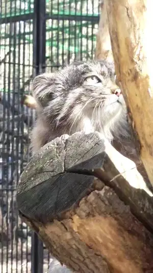 A photograph of Grey in Novosibirsk Zoo