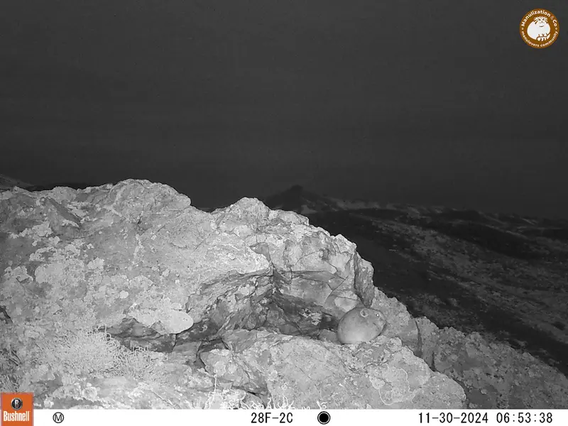 A photograph of Pika from Besshoky 1 camera trap