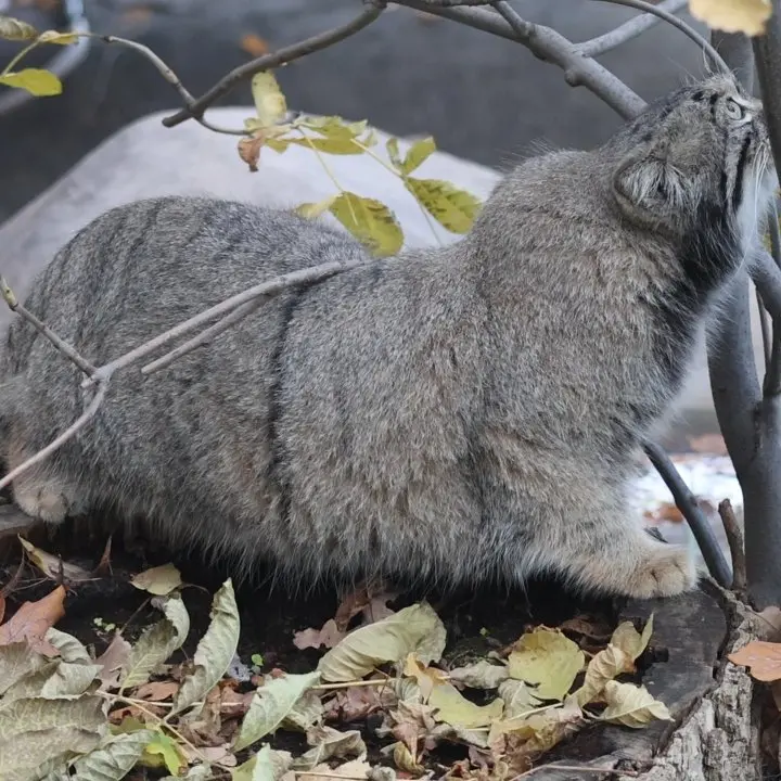 A photograph of Timofey in Moscow zoo
