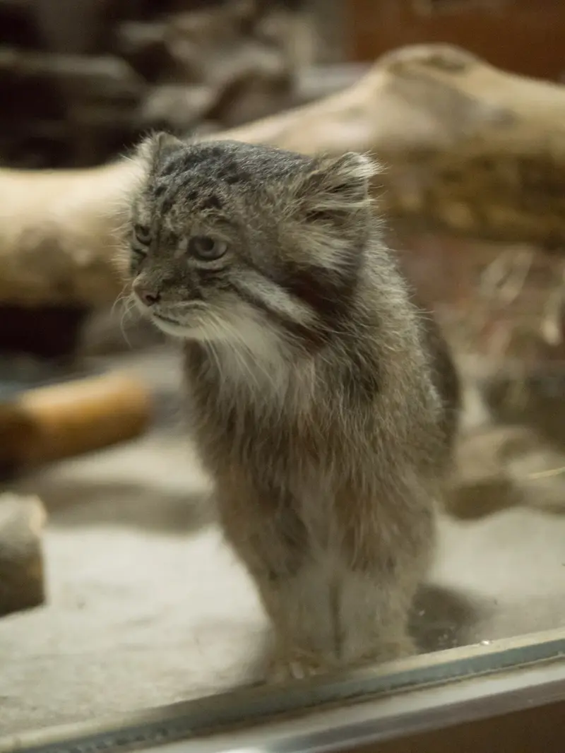 A photograph of Klyon in Ueno Zoological Gardens