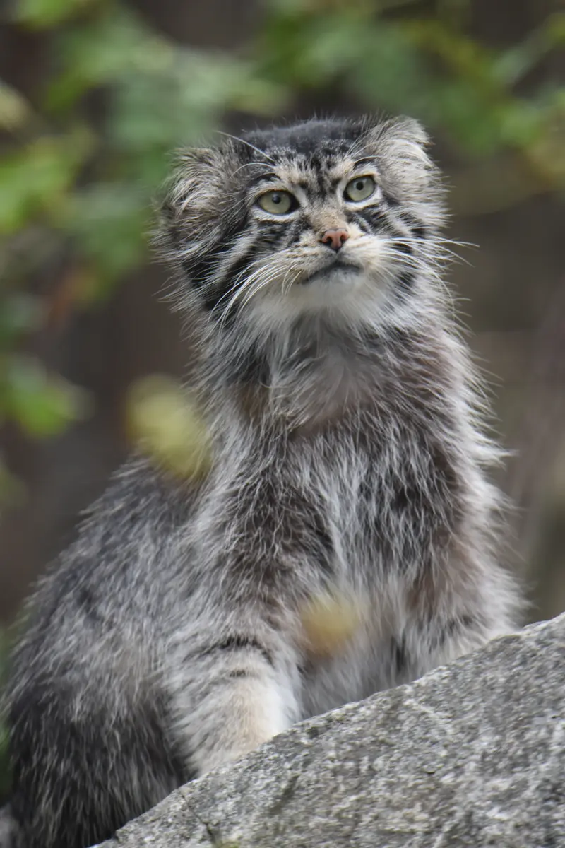 A photograph of Chengdu in Tierpark Berlin