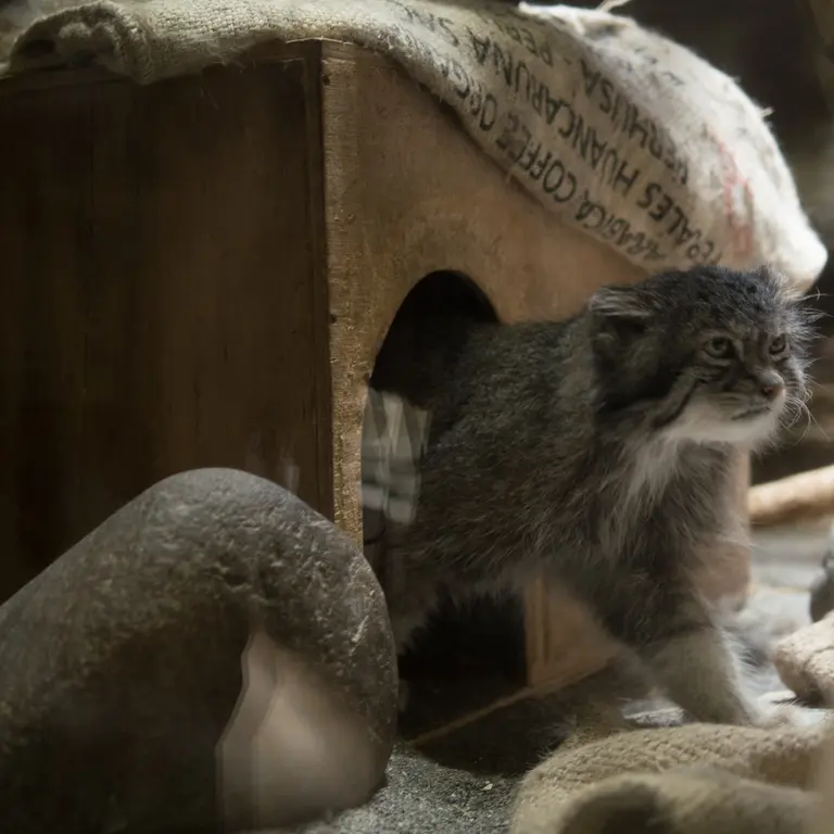 A photograph of Klyon in Ueno Zoological Gardens