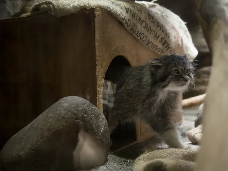 A photograph of Klyon in Ueno Zoological Gardens