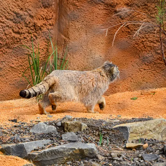A photograph of Spay in Prague Zoo