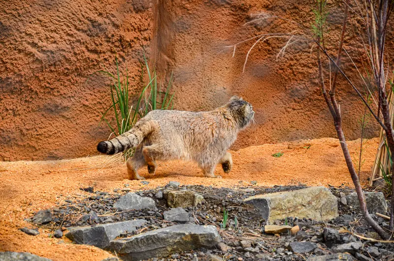A photograph of Spay in Prague Zoo