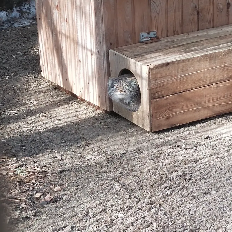 A photograph of Katun in Novosibirsk Zoo