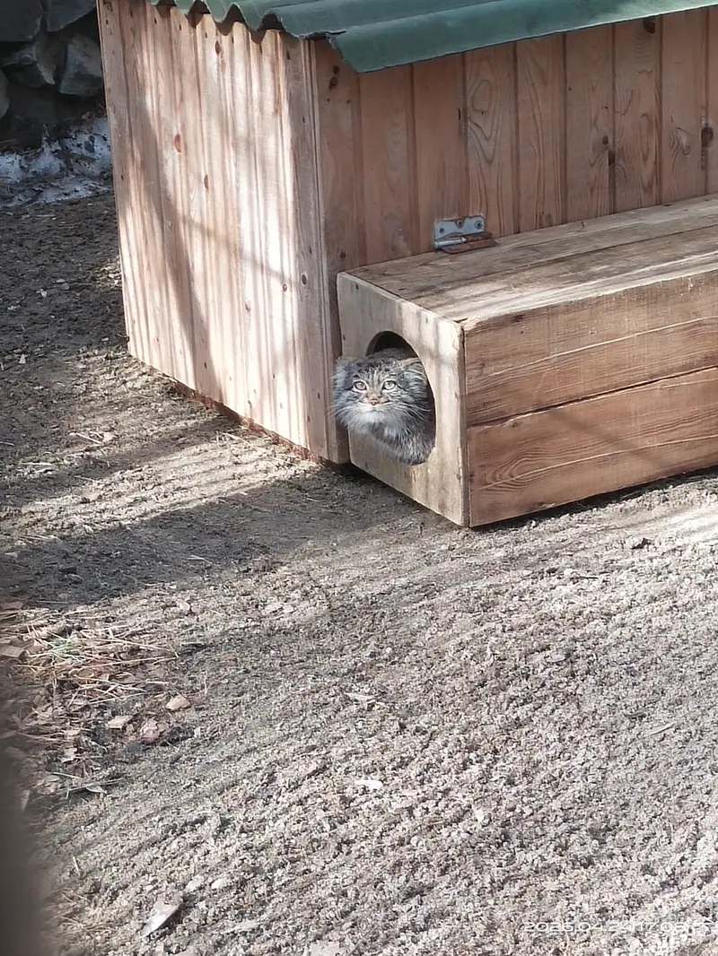 A photograph of Katun in Novosibirsk Zoo