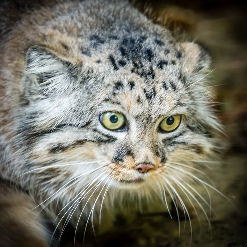 A photograph of Jethro in The Big Cat Sanctuary