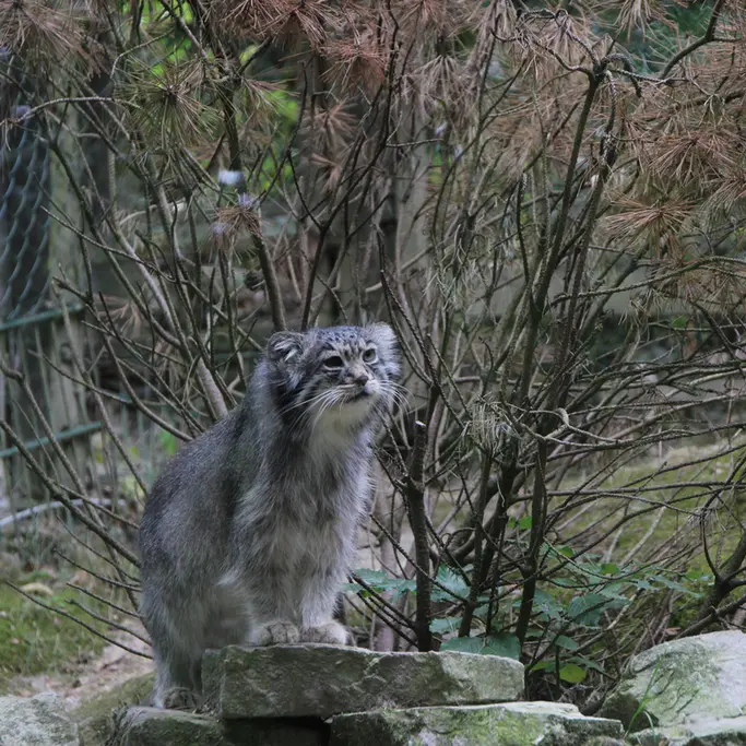 A photograph of Batu in Opel Zoo