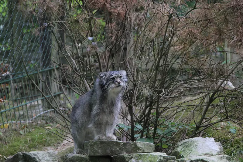A photograph of Batu in Opel Zoo
