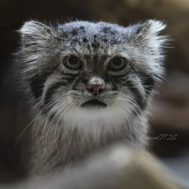 A photograph of Klyon in Ueno Zoological Gardens