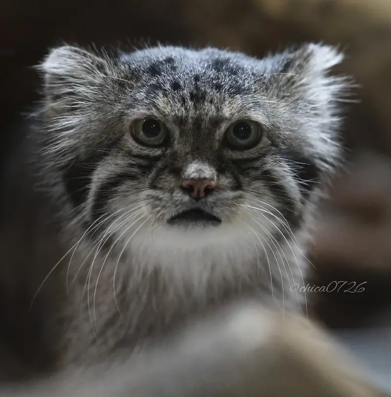 A photograph of Klyon in Ueno Zoological Gardens