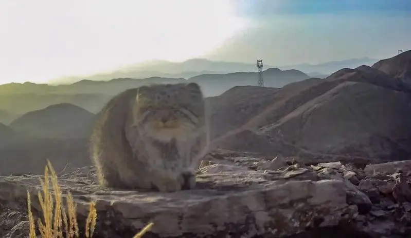 A photograph of a Pallas's cat