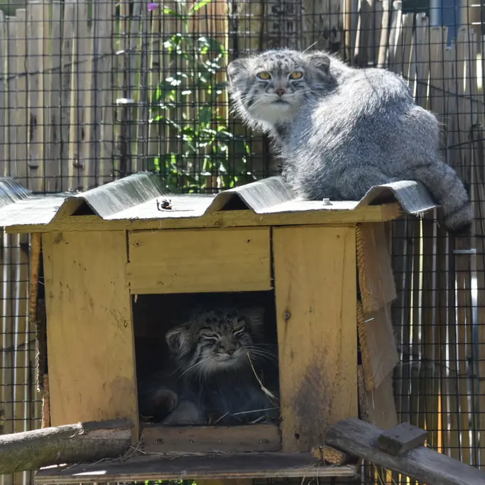 A photograph of a Pallas's cat