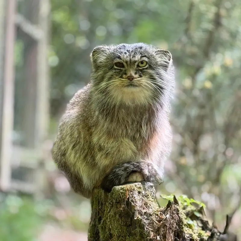 A photograph of Batu in Opel Zoo