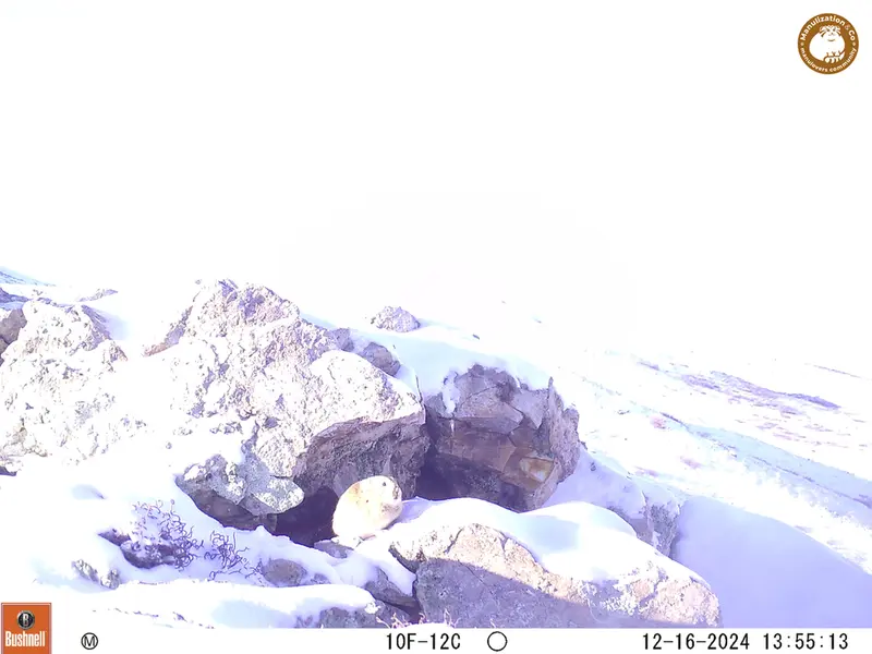 A photograph of Pika from Besshoky 1 camera trap