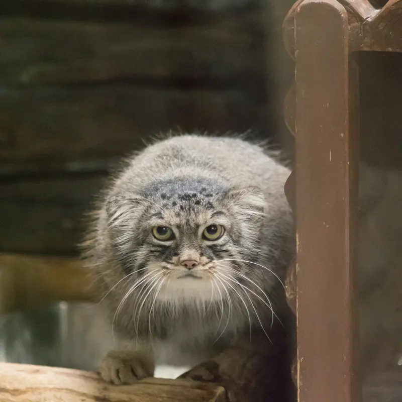 A photograph of Shafran in Ueno Zoological Gardens