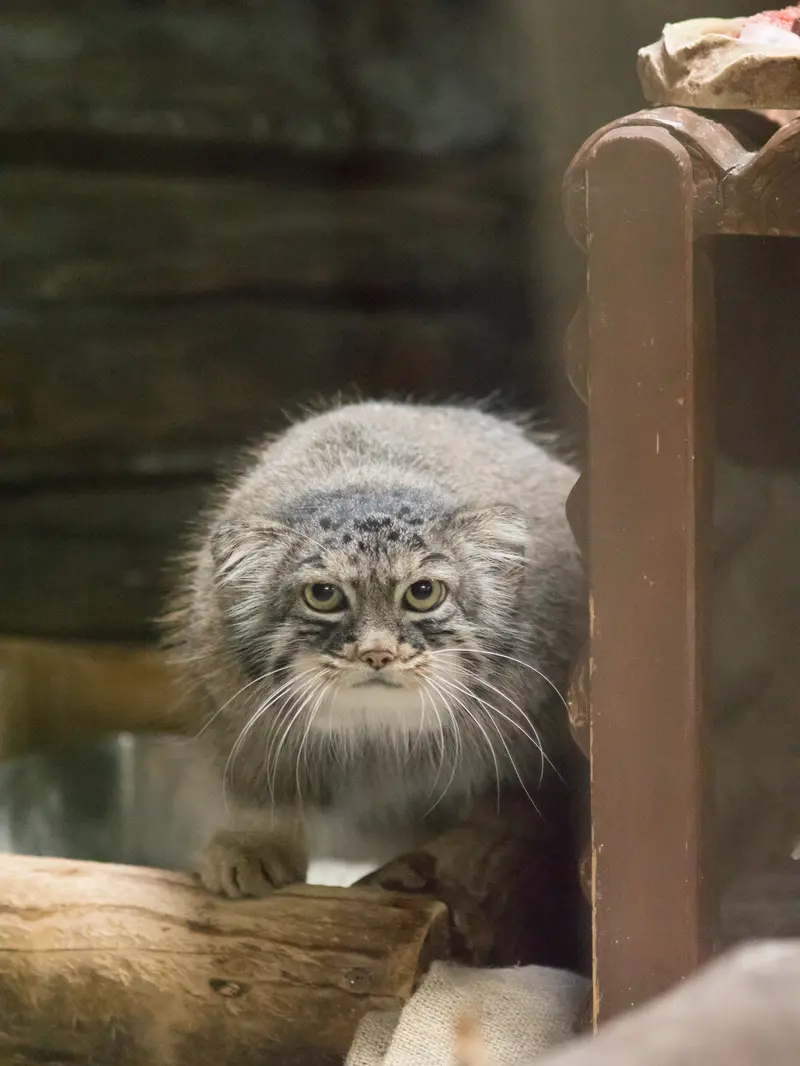 A photograph of Shafran in Ueno Zoological Gardens