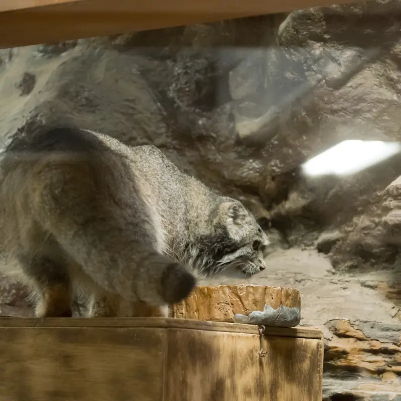 A photograph of Klyon in Ueno Zoological Gardens