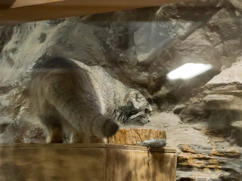A photograph of Klyon in Ueno Zoological Gardens