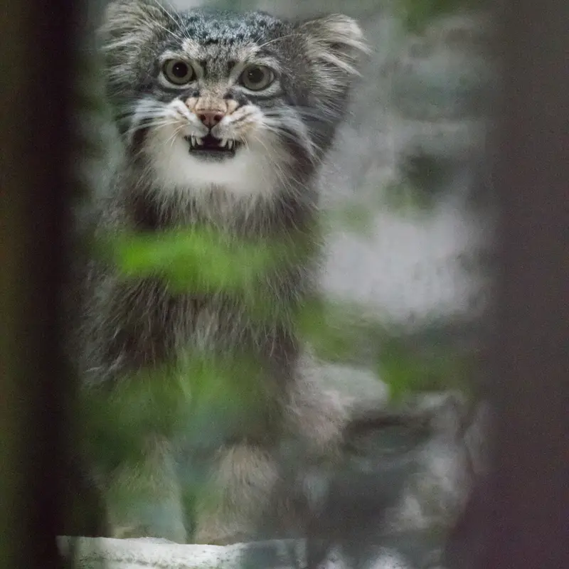 A photograph of Figa in Nogeyama Zoo