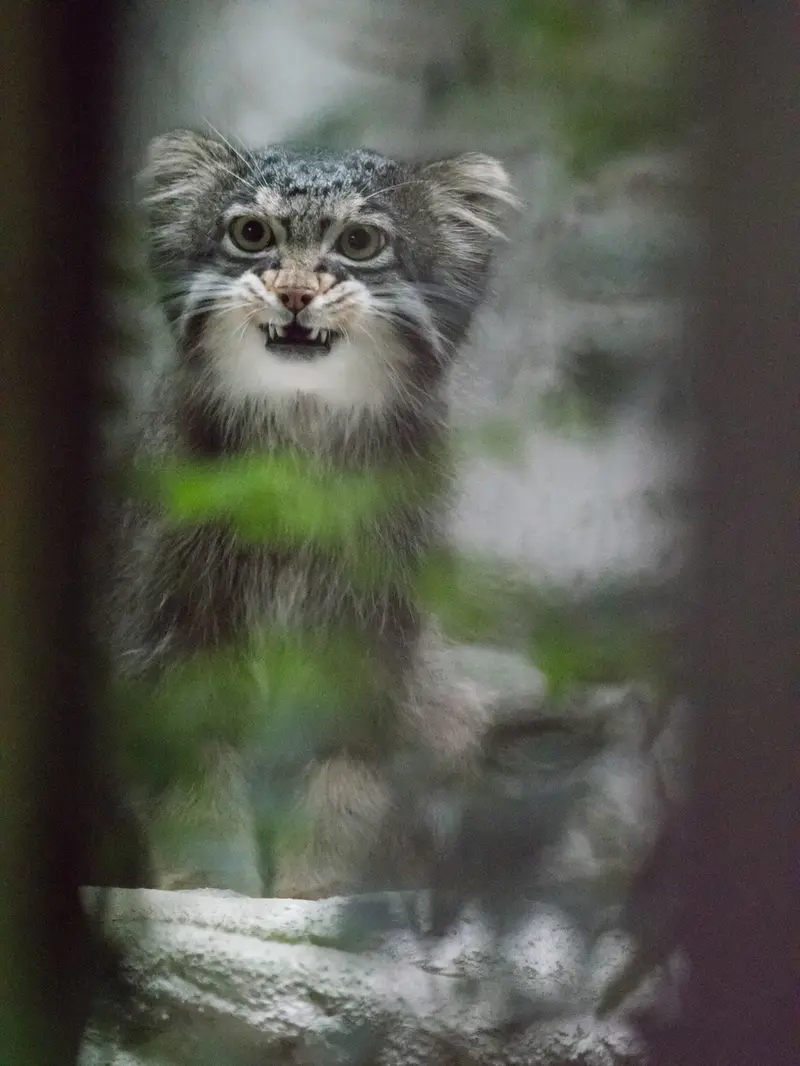 A photograph of Figa in Nogeyama Zoo