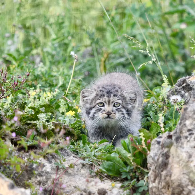 A photograph of a Pallas's cat in Port Lympne Wild Animal Park