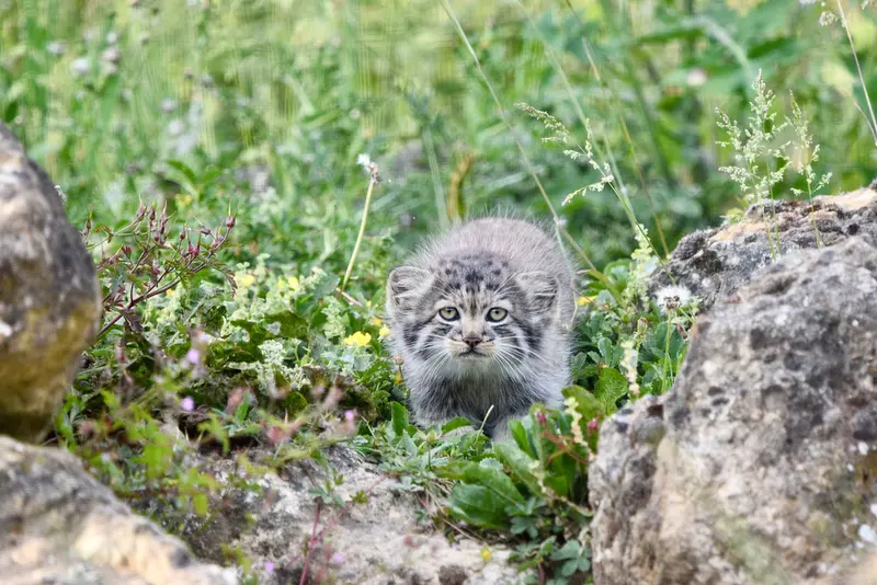 A photograph of a Pallas's cat in Port Lympne Wild Animal Park