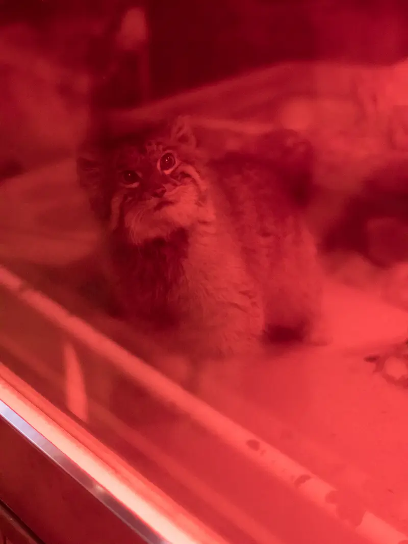 A photograph of Naim in Ueno Zoological Gardens