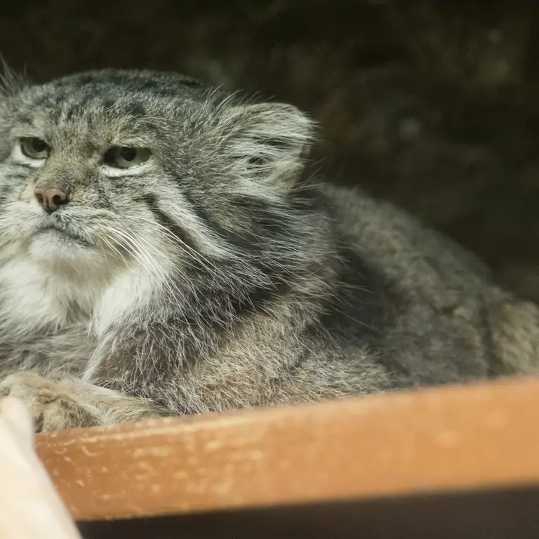 A photograph of Klyon in Ueno Zoological Gardens