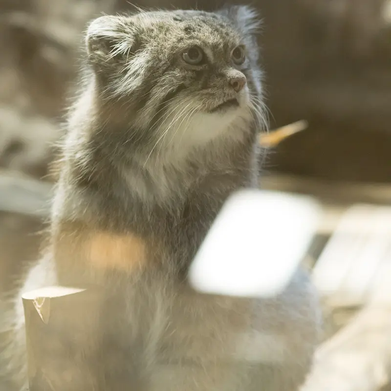 A photograph of Klyon in Ueno Zoological Gardens