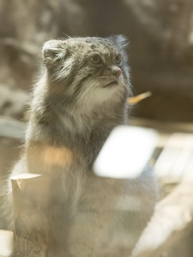A photograph of Klyon in Ueno Zoological Gardens