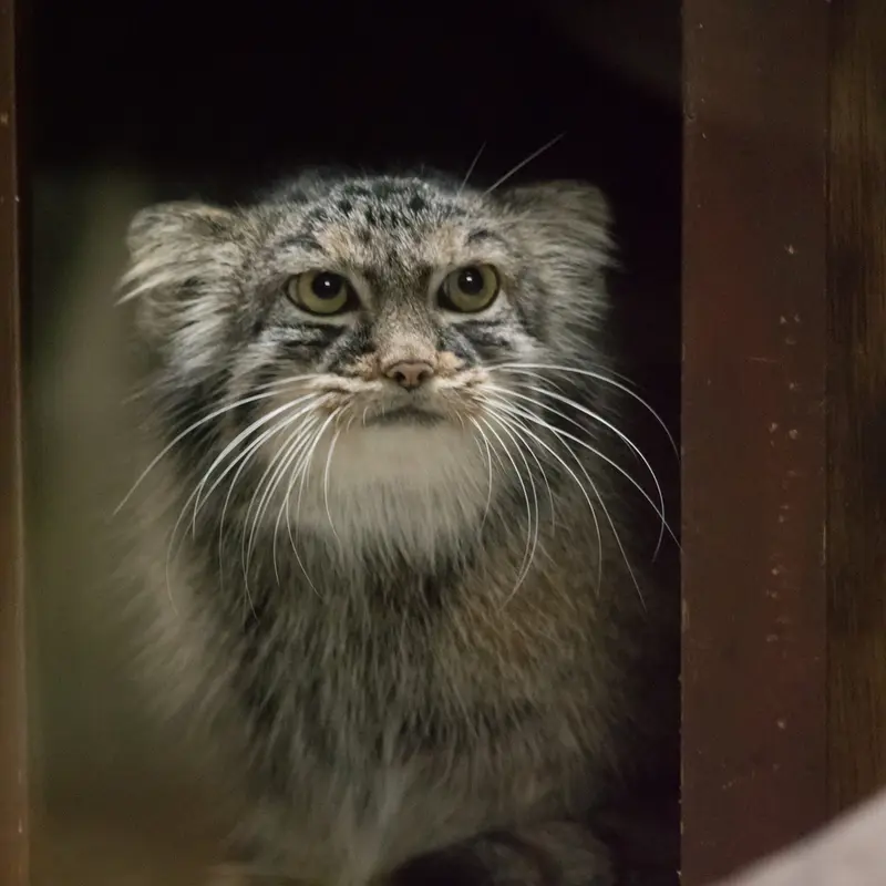 A photograph of Shafran in Ueno Zoological Gardens