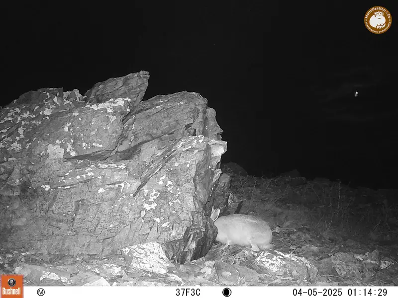 A photograph of Hare from Karashoky camera trap