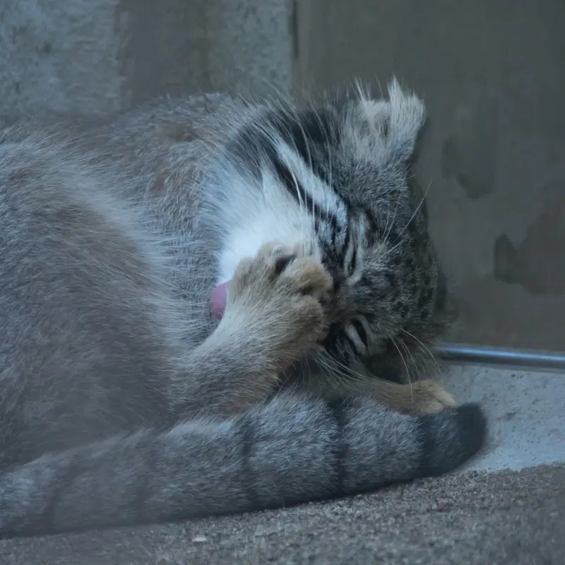 A photograph of Figa in Nogeyama Zoo