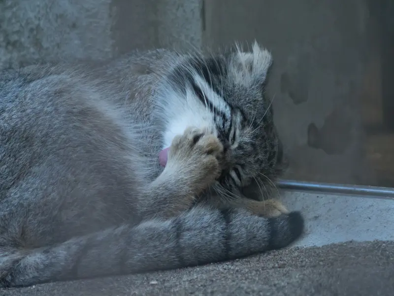 A photograph of Figa in Nogeyama Zoo