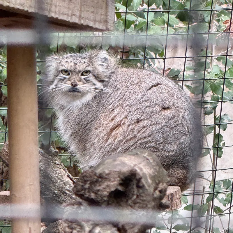 A photograph of Akar in Smithsonian&#039;s National Zoo