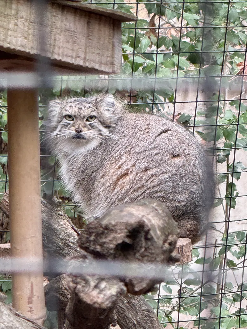 A photograph of Akar in Smithsonian&#039;s National Zoo