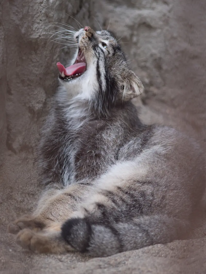 A photograph of Figa in Nogeyama Zoo