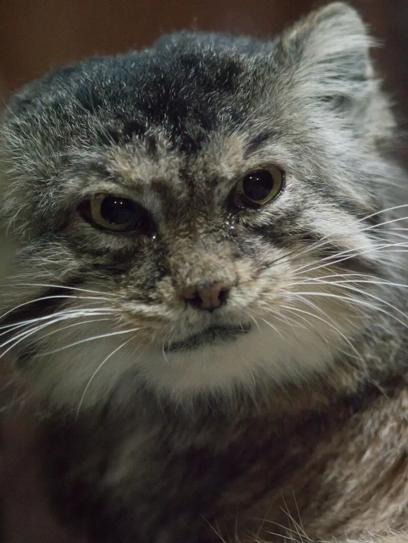 A photograph of Primula in Ueno Zoological Gardens