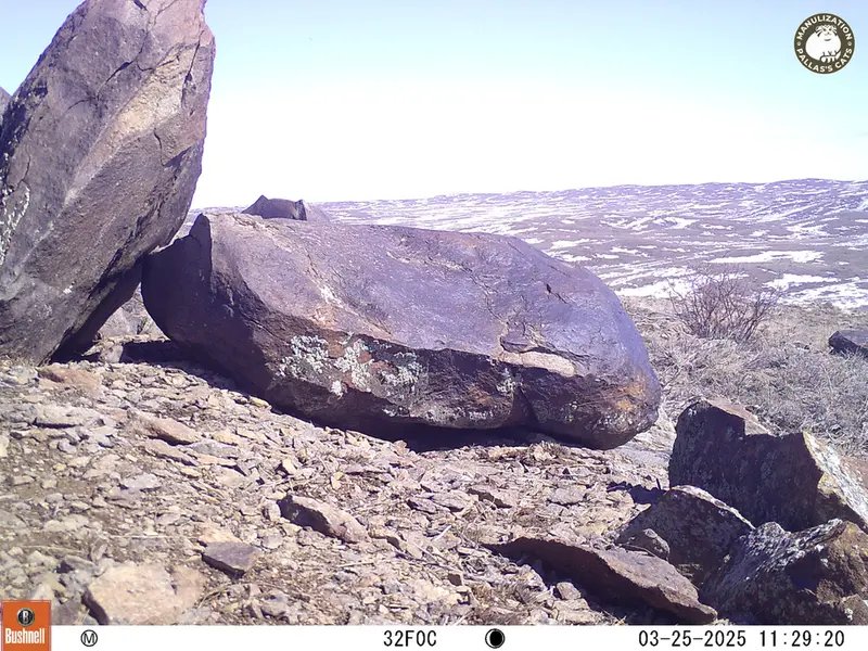 A photograph of Flat-headed vole from Koshkar camera trap
