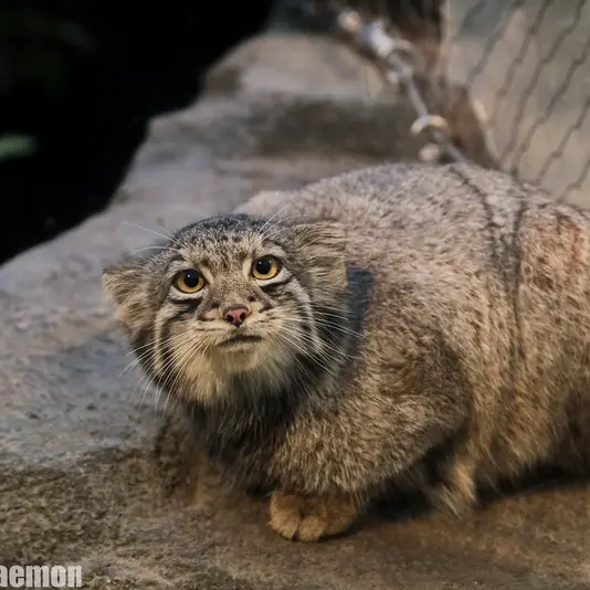 A photograph of Oto in Kobe Animal Kingdom