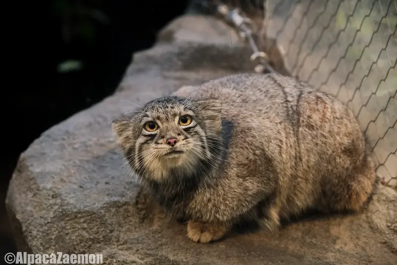 A photograph of Oto in Kobe Animal Kingdom