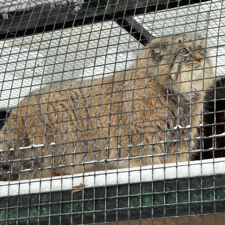 A photograph of Shu in Leningrad zoo