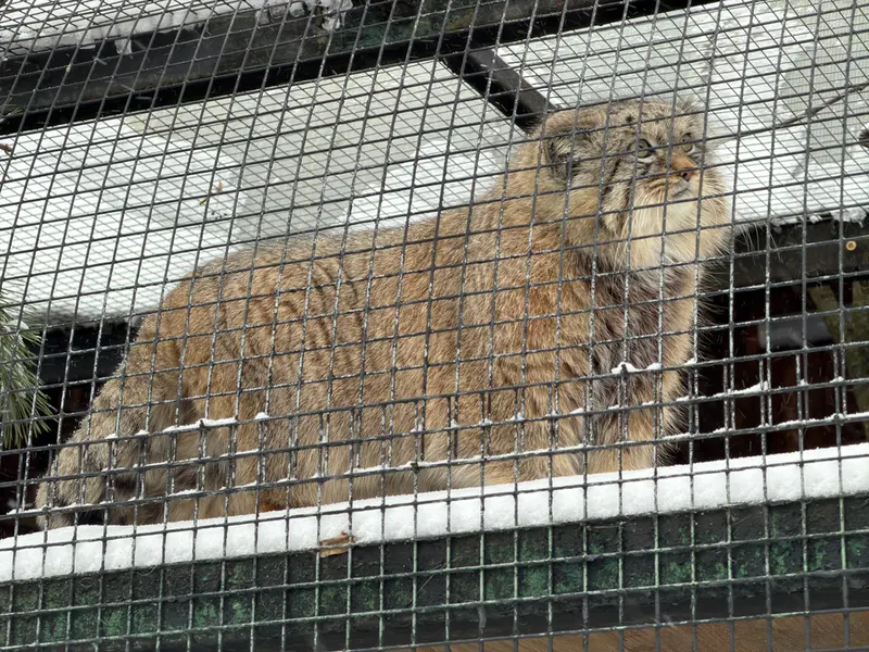 A photograph of Shu in Leningrad zoo