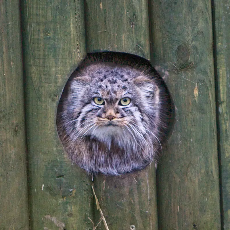 A photograph of Tula in The Big Cat Sanctuary