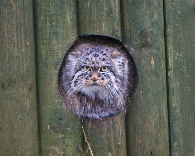 A photograph of Tula in The Big Cat Sanctuary
