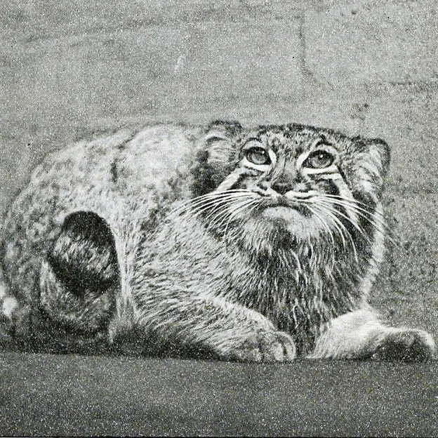 A photograph of Calcutta in London Zoo